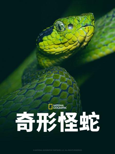 桃色视频《奇形怪蛇》免费在线观看